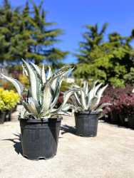 Агава AGAVE AMERICANA MEDIOPICTA 18л