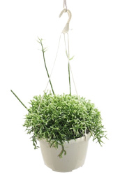 Rhipsalis подвесной 15-30