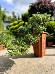 Фикус Ficus Gins Bonsai Cascade d26см
