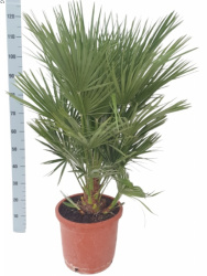 Хамеропс Chamaerops Humilis 30-120