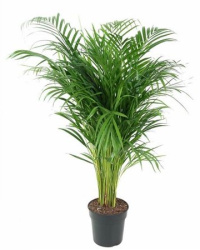 Dypsis Lutescens 19-110