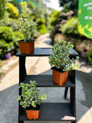 Бересклет Euonymus Fort Emerald Gaiety d1025см (М)