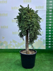 Можжевельник JUNIPERUS BLUE PACIFIC 30л 1,2 штамб