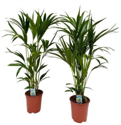 Howea Forsteriana 17-100