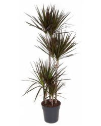Драцена Drac Marginata микс 120-90-60-30см d39-170см