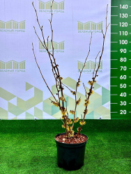 Гамамелис Hamamelis mollis 5л 80см (Г)