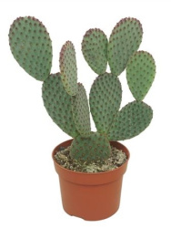 Опунция Opuntia 5-9л (М)