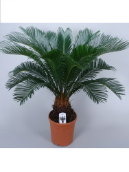 Саговник Cycas Revoluta 21-95