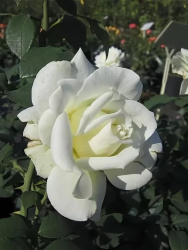 Роза Rosa Memoire 3л (Г)