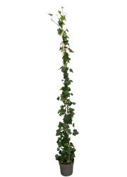 hedera_hibernica_f00004583
