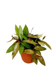 Hoya Gracilis d12-10
