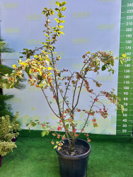 Яблоня Malus Evereste 200см (Г)