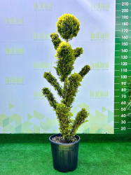 Купрессоципарис CUPRESSOCYPARIS LEYLANDII GOLD RIDER 20л 120-140см бонсай