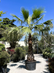 Вашингтония WASHINGTONIA ROBUSTA 300л 200-250см ствол (нг)