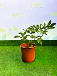 Пион PAEONIA SUFFRUTICOSA (древовидный) 1л