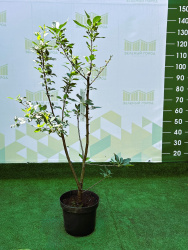 Яблоня Malus John Downie 9л 100см (Г) (нг)