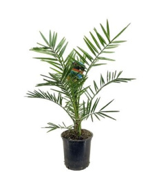 Финик Канарский Phoenix canariensis d20-80см