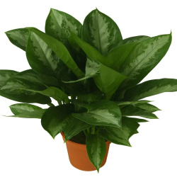 Aglaonema ‘Empress Yali’