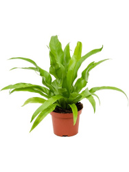 asplenium_antikum_4aspabp06_1