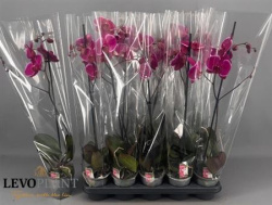 Фаленопсис Phalenopsis 1pp Paars d12-65см