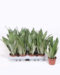 Сансевьера Sansevieria Moonshine 9-25