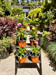Гелихризум Helichrysum d1120см (М)