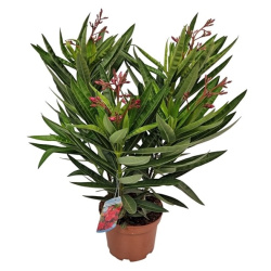 Nerium Oleander Red Double Flower Bush 19-55