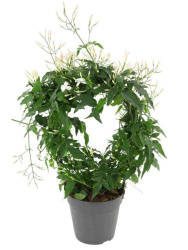 Жасмин Jasminum Polyanthum Wit d12-30см дж