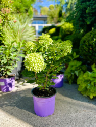 Гортензия Hydrangea Paniculata Vanille Fraise 2л (М)