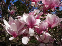 magnoliya_sulanzha_4