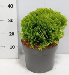 Туя Thuja Occ Mirjam d32-30см