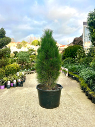 Сосна Pinus nigra Green Tower 125-150см (Г)