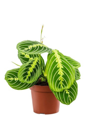 maranta_leuconeura_lemon_6_tray_4mallbp05_1