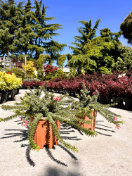 Гревиллея GREVILLEA TAMBURINA 3л