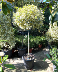 (2675) Бересклет EUONYMUS JAPONICA BRAVO 18-20л 1-2 штамб