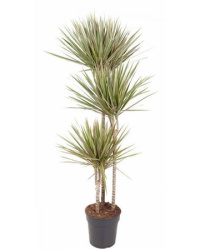 Drac Bicolor 90-60-30 24-150