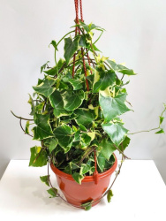 Сенецио Senecio macroglossus 2,4л (М)