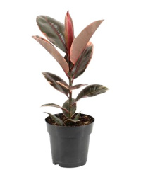 Ficus El Belize 21-85