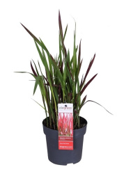 16184078531_Imperata_cylindrica_Red_Baron_p_14_h_40
