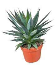 Агава Agave Shaka Koko 1530
