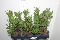 Lau Nobilis 12-40