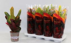 Кротон Codiaeum Excellent 13-50