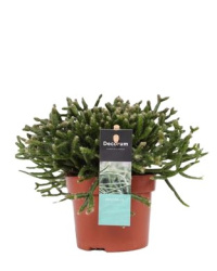 Rhipsalis Burchellii 12-15-1