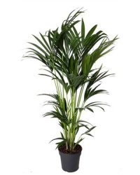 Howea Forsteriana 21-130