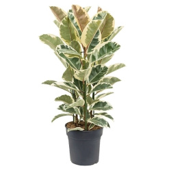 Фикус Ficus El Tineke 3pp 27-110