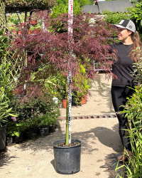 (0589) Клен ACER PALMATUM DISSECTUM TAMUKEYAMA 20л 1-2 штамб (нг)