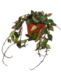 Hoya Krohniana Black Leaves d12-20