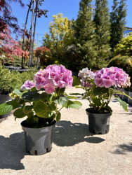 Гортензия Hydrangea d1520см (М)