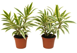 Dracaena Golden Lily 15-40