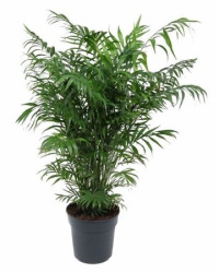 Chamaedorea Elegans 24-100